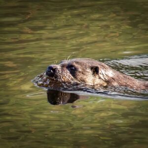 Otter, by Steve Black