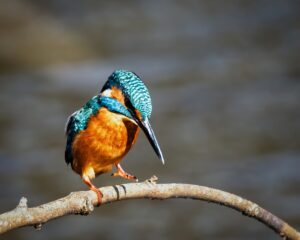Kingfisher, by Steve Black