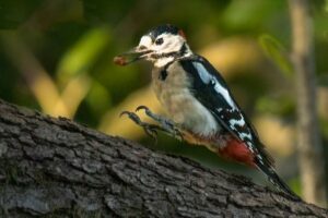 Great Spotted Woodpecker, by Steve Black