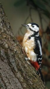 Great Spotted Woodpecker, by Steve Black