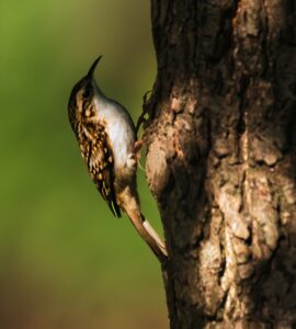 Treecreeper, by Steve Black