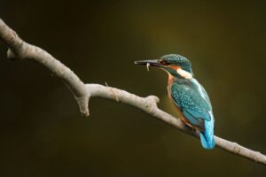 Kingfisher, by Steve Black