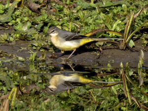 Grey Wagtail, by Paul Newey