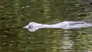 Mink, by Paul Newey