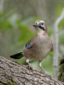 Jay, by Paul Newey