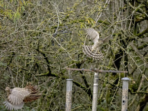 Pheasant disturbing Sparrowhawk, by Paul Newey