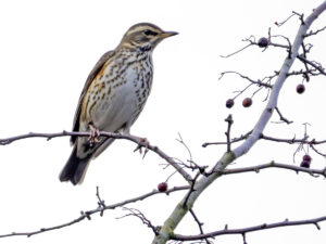 Redwing, by Paul Newey
