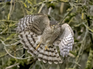 Sparrowhawk, by Paul Newey