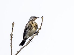 Fieldfare, by Paul Newey