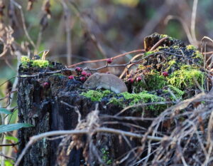 Field Vole, by Trevor Baker