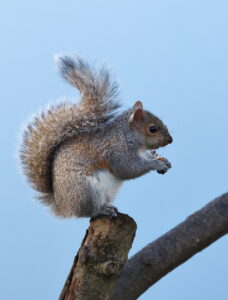 Grey Squirrel, by Trevor Baker