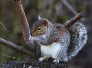 Grey Squirrel, by Trevor Baker
