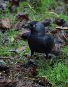 Jackdaw, by Trevor Baker