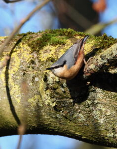 Nuthatch, by Trevor Baker