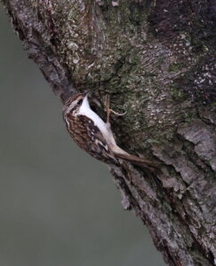 Treecreeper, by Trevor Baker