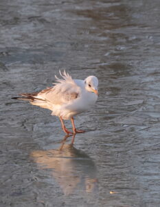 Black-Headed Gull, by Trevor Baker