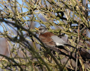 Fieldfare, by Trevor Baker