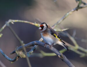 Goldfinch, by Trevor Baker