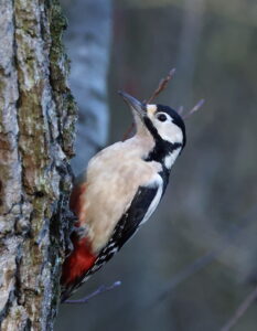 Great Spotted Woodpecker, by Trevor Baker