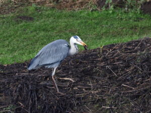 Grey Heron with Shrew, by Trevor Baker