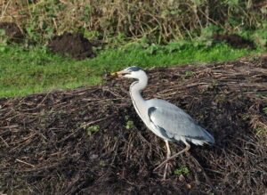 Grey Heron with Signal Crayfish, by Trevor Baker
