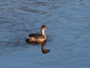 Little Grebe, by Trevor Baker