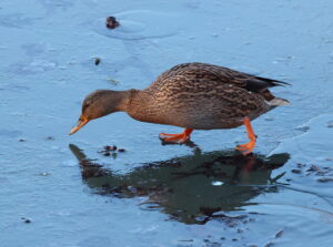 Mallard, by Trevor Baker