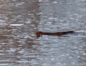Mink, by Trevor Baker