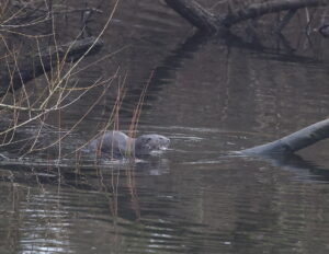 Otter, by Trevor Baker