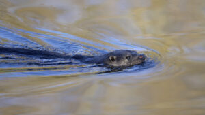 Otter, by Paul Newey