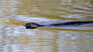 Otter, by Paul Newey