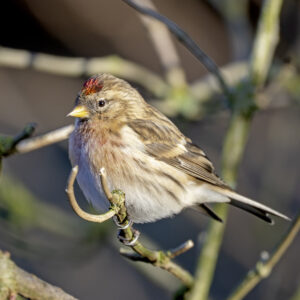 Redpoll, by Paul Newey