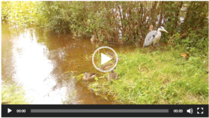 Heron and mandarins