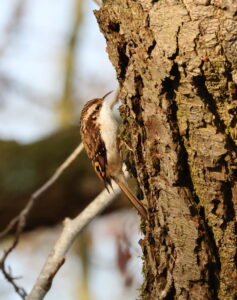 Treecreeper, by Trevor Baker