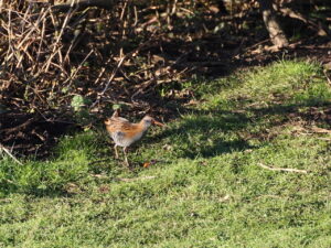 Water Rail, by Trevor Baker