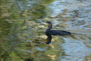 Cormorant, by David Mitchell