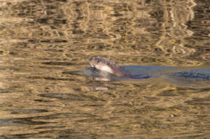 Otter, by David Mitchell