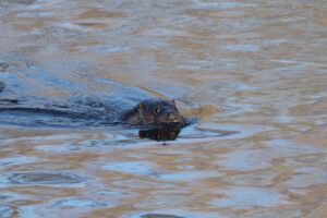 Otter, by David Mitchell
