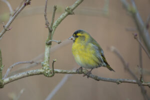 Siskin, by David Mitchell