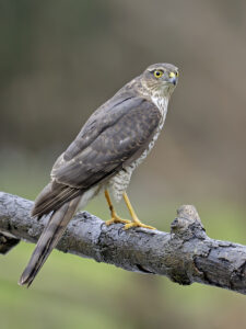 Sparrowhawk, by Paul Newey
