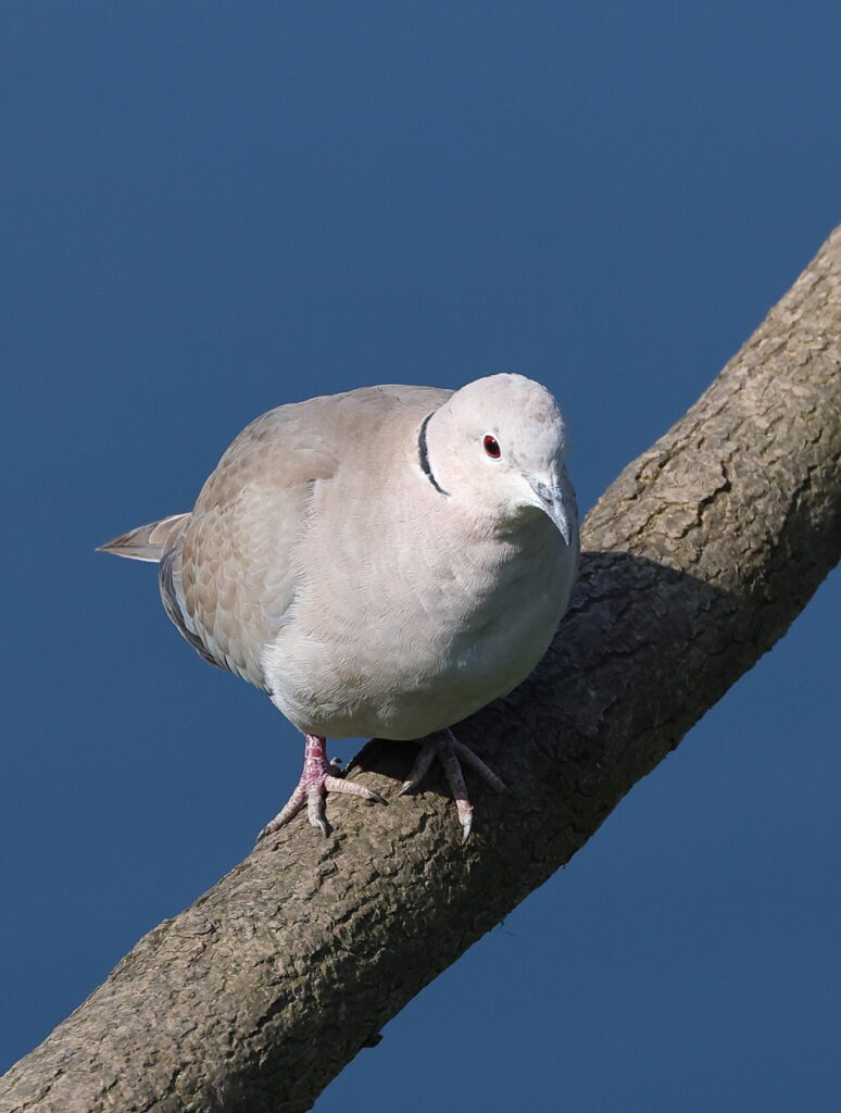 Collared Dove, by Trevor Baker