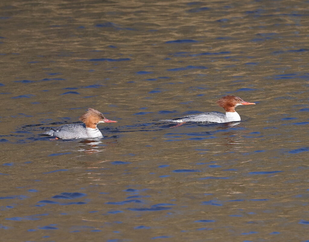 Goosander, by Trevor Baker