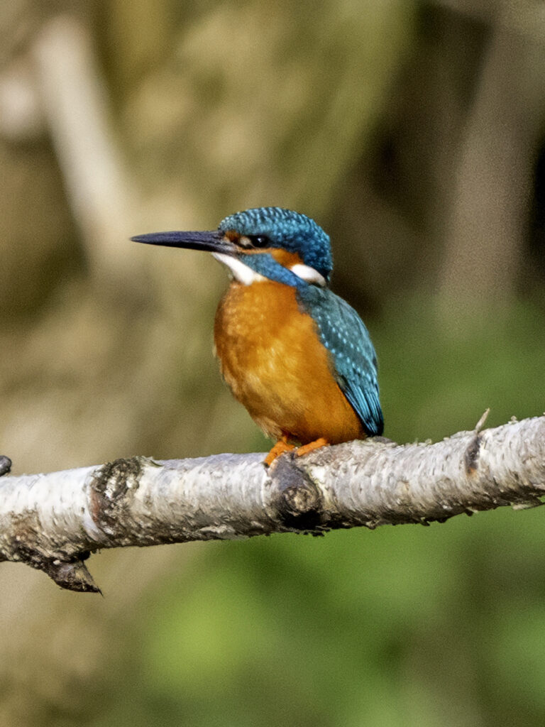 Kingfisher, by Paul Newey