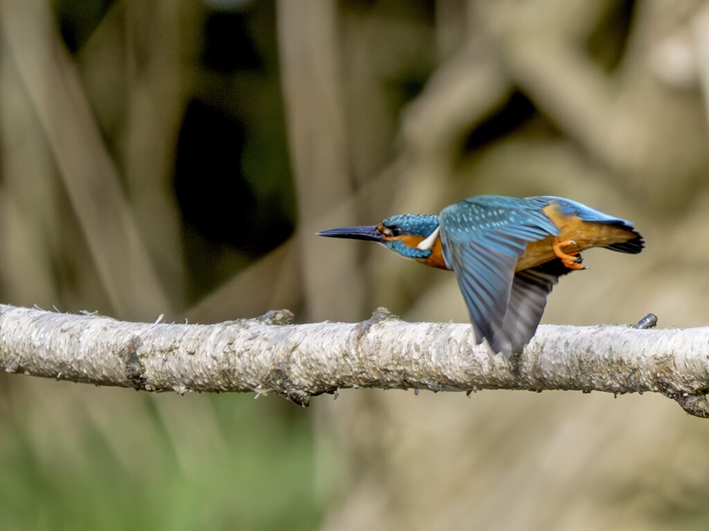 Kingfisher, by Paul Newey