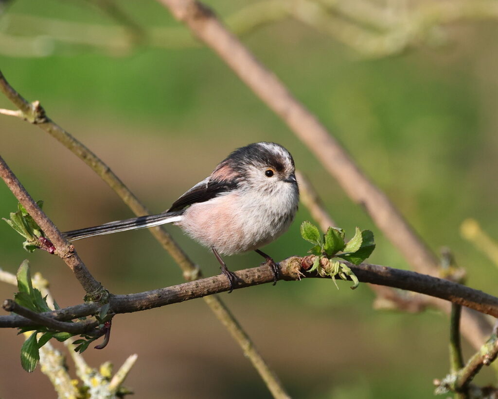 Long-Tailed Tit, by Trevor Baker