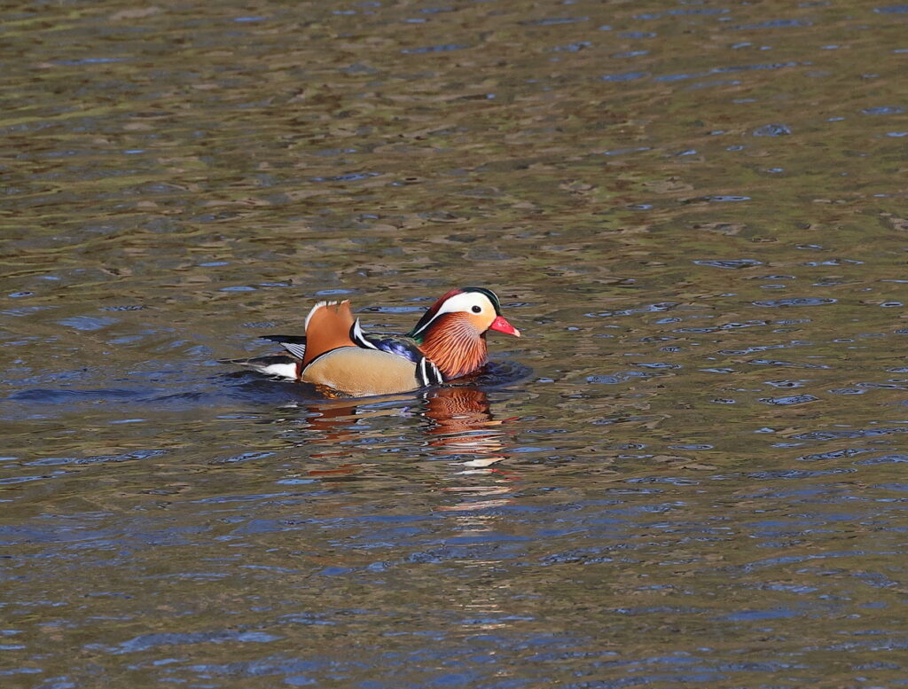 Mandarin Duck, by Trevor Baker