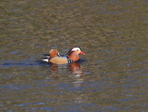 Mandarin Duck, by Trevor Baker
