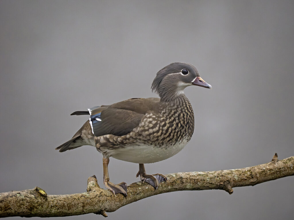 Female Mandarin, by Paul Newey