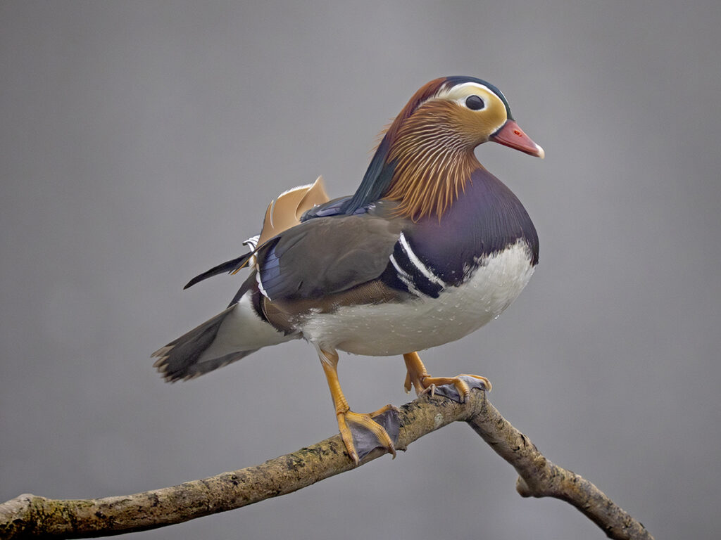 Male Mandarin, by Paul Newey