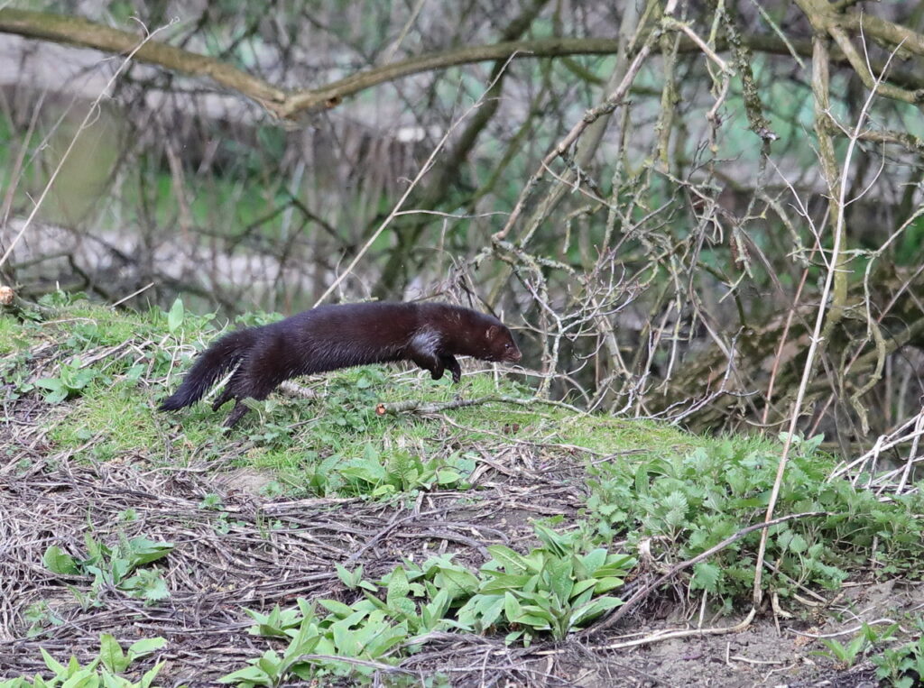 Mink, by Trevor Baker